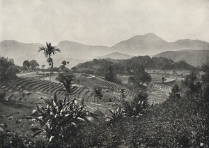 Campos de arroz en terrazas, 1926
