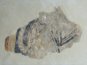 Restos de un cuadrúpedo de Sant Joan de Boí de Unbekannt