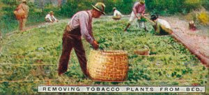 Removiendo plantas de tabaco del lecho, 1926 de Unbekannt
