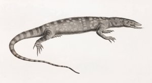 Reptiles: Ouaran de Forskal de Unbekannt