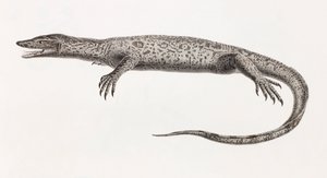 Reptiles: Tupinambis del Nilo