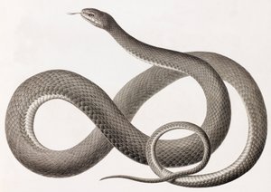 Reptiles: una imagen en primer plano de una ilustración de una serpiente