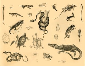 Reptiles, c1910