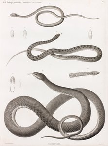 Reptiles: serie de ilustraciones de serpientes