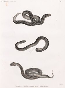 Reptiles: serpientes