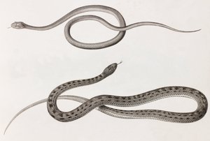 Reptiles: dos imágenes en primer plano de ilustraciones de serpientes