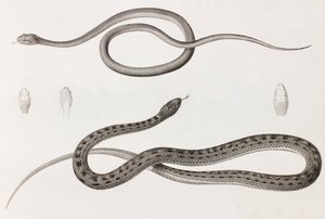 Reptiles: dos imágenes de cerca de ilustraciones de serpientes