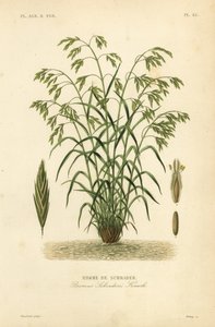 Pasto de rescate, o pasto de bromo de Schrader, Bromus catharticus, Bromus schraderi, Brome de Schrader