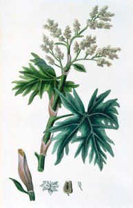 Ruibarbo, 1823 de Unbekannt