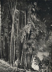 Riesenbambus Dendrocalamus giganteus en Peradeniya cerca de Kandy, 1926 de Unbekannt