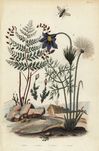 Musgo de roca, Andraea rupestris 1, abeja minera, Andrena agilissima 2, helecho floreciente, Anemia adiantifolia 3, y flor de pasque, Anemone pulsatilla 4 de Unbekannt