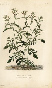 Rúcula, Eruca vesicaria, Eruca sativa de Unbekannt