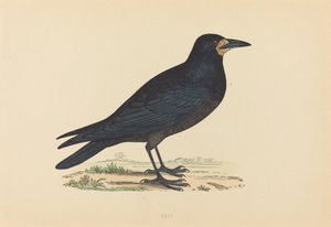 Grajo