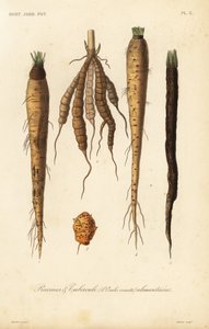 Verduras de raíz, raíces y tubérculos alimentarios de Unbekannt