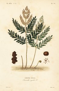 Helecho real, Osmunda regalis de Unbekannt