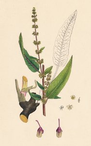 Rumex sanguinens. Acedera de venas rojas, siglo XIX