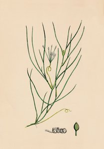 Ruppia spiralis. Ruppia mayor, siglo XIX de Unbekannt