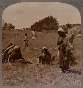 Rut espigando en los campos de Booz, c. 1900 de Unbekannt
