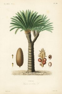 Palma de sagú, Cycas revoluta