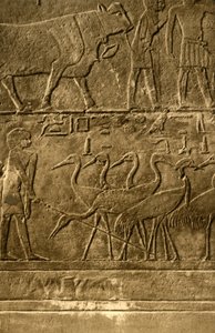 Saqqara - Pinturas murales de la tumba de Ti, c1918-c1939 de Unbekannt