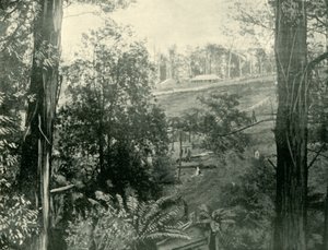 Escena en Upper Gembrook, Victoria, 1901 de Unbekannt