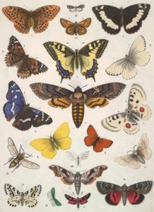 Mariposas