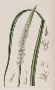 Schoenocaulon officinale de Unbekannt