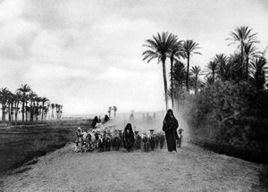 Pastoreando ovejas cerca de El Cairo, Egipto, c1920s