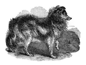 Perro pastor, 1848 de Unbekannt
