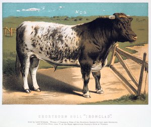 Toro Shorthorn Ironclad de Unbekannt