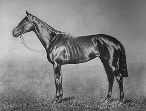 Signorinetta, 1905-1928, 1911 de Unbekannt