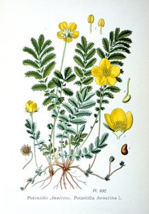 Cinquefoil, 1893