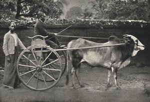 Carro de Bueyes Cingalés, 1926