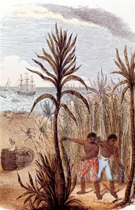 Esclavos cultivando caña de azúcar en las Indias Occidentales, 1852 de Unbekannt