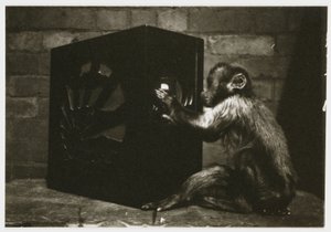 Pequeño mono jugando con los diales de una radio, tomada por un fotógrafo desconocido alrededor de 1935 de Unbekannt