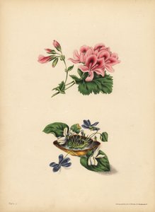 Geranio de Smith, Preferencia; Las dulces violetas de flores púrpuras y blancas, Pureza de sentimiento, candor, modestia e inocencia de Unbekannt