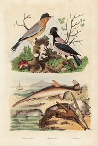 Martillo liso, Sphyrna malleus, ostra martillo, Malleus malleus, estornino brahmán, Sturnia pagodarum y estornino rosado, Pastor roseus de Unbekannt