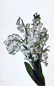 Campanilla de invierno, postal de flores francesa, c1900