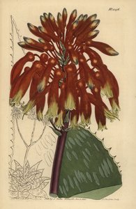 Áloe jabón o áloe cebra, Aloe maculata de Unbekannt