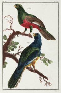 Aves de América del Sur de Unbekannt
