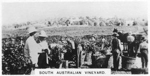 Viñedo de Australia del Sur, 1928 de Unbekannt