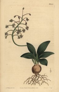 Escila india del sur, Ledebouria revoluta de Unbekannt