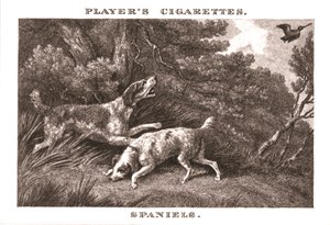 Spaniels, 1924 de Unbekannt