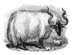 Ovejas Españolas, 1848 de Unbekannt