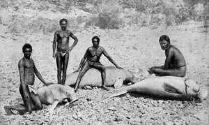 Manatí lanzado con lanza, noroeste de Australia, 1922 de Unbekannt