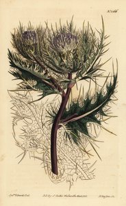 Cardo más espinoso, Cirsium spinosissimum (Cnicus de cabeza plumosa, Cnicus spinosissimus) de Unbekannt