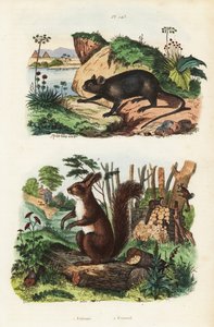 Rata arbórea espinosa, Echimys chrysurus 1, y ardilla roja euroasiática, Sciurus vulgaris 2 de Unbekannt