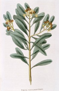 Rama de canela blanca Canella alba, 1823 de Unbekannt