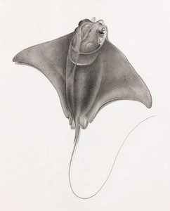 Mantarraya, vista superior en primer plano de Unbekannt