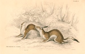 Armiño Mustela erminea, miembro de la familia de las comadrejas de Unbekannt